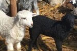 Excepţie! În zona Lugoj, mielul pentru masa de Paşte poate fi luat direct de la stână