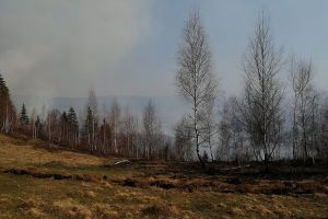 Ard hectare de vegetaţie uscată şi arbuşti în Harghita