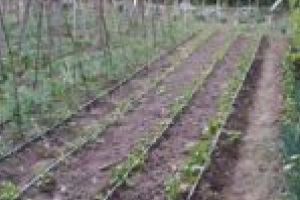 O altfel de primăvară! Lugojenii cultivă fiecare metru de grădină cu seminţe şi răsaduri
