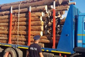 Peste 80 de metri cubi de lemn confiscaţi în trafic, în urma unor transporturi efectuate ilegal