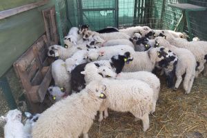 Cumpărăturile de Paşti: întrebări + răspunsurile Poliţiei