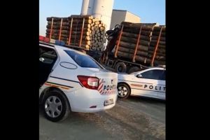 VIDEO Transport ilegal de lemne, la Zărneşti! Reacţia inedită a agentului de poliţie!