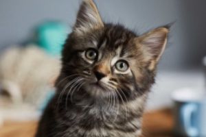 Transmiterea COVID-19 de la om la animale, în atenţia ONU! Studiu: 'Pisicile pot fi infectate cu coronavirus'