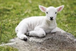 Poliţia Română – precizări privind deplasările populaţiei pentru cumpărarea de carne de miel