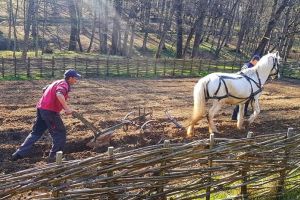 FOTO: Muzeul în aer liber în pandemie – Se lucrează pământul şi se fac pregătiri pentru redeschidere