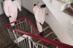 Salubritate Craiova reia dezinfecţia scărilor de bloc