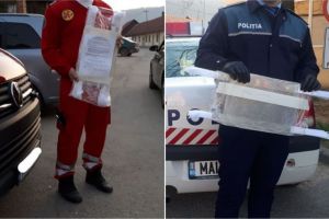 FOTO| Alte peste 230 de viziere, realizate de voluntarii din Alba Iulia, au fost donate cadrelor medicale şi forţelor de ordine din Apuseni