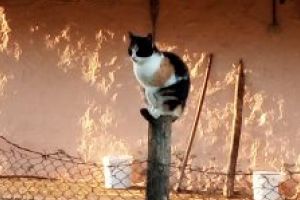 Imaginea zilei: Pisică la înălţime