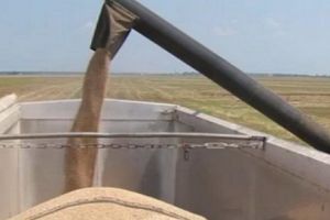 Exportul de cereale, seminţe şi zahăr, suspendat