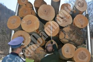 IPJ DÂMBOVIȚA: Acţiune a poliţiştilor pentru prevenirea şi combaterea delictelor silvice