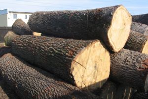 Încărcătură de buşteni pentru construcţii, specia stejar şi lemn de lucru confiscată la Cristuru Secuiesc şi Miercurea Ciuc