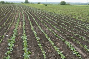 Se poate intra şi ieşi din zona de carantină pentru activităţi în agricultură, ...