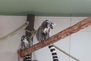 FOTO VIDEO Noi locatari la Zoo Braşov