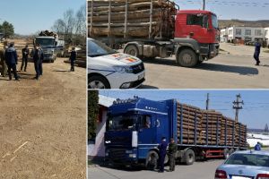 FOTO| SCUTUL PĂDURII în Alba: Peste 140 mc de material lemnos CONFISCAȚI de poliţişti după zeci de controale în teren şi pe drumurile publice
