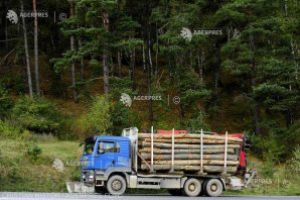 IGPR: 700 de controale şi peste 100 de dosare penale pentru tăierea ilegală de arbori