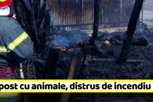 NEAMȚ: Adăpost cu animale, distrus de incendiu