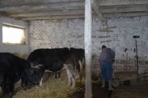Tată de 44 de ani şi fiu de numai 15 ani, introduşi în Arest pentru tentativă de tâlhărie