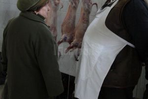 Un singur centru de sacrificare miei, aprobat deocamdată. ...