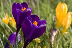 Mesaje de Florii 2020. Idei de SMS-uri, urări şi felicitări care pot fi transmise prietenilor, rudelor şi colegilor care îşi sărbătoresc onomastica