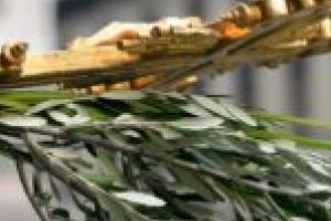 Slujba de Florii, asistată doar de sfinţii care împodobesc zidurile bisericilor