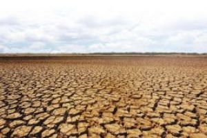 Ministrul Agriculturii dă asigurări că toţi fermierii afectaţi de secetă vor primi despăgubiri