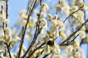 Intrarea Domnului în Ierusalim – Ce nu avem voie să facem în Duminica Floriilor