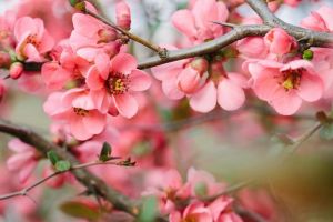 Tradiţii şi obiceiuri în ziua de Florii: De ce nu trebuie să te speli pe cap în această sărbătoare