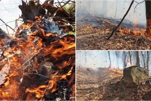 FOTO/VIDEO. Incendiu violent în zona pădurii din Certeze. Pompierii s-au luptat patru ore cu flăcările