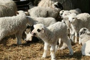 INFO. Avem voie să mergem după carne de miel? Răspunsul Grupului de Comunicare Strategică