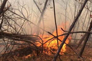 Toate incendiile de vegetaţie din Alba au fost lichidate de pompierii ISU „Unirea”: Ce sancţiuni riscă cei care dau foc resturilor vegetale fără acceptul autorităţilor