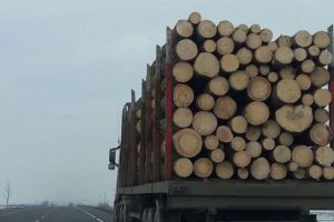 Transportorii ilegali de lemn continuă să circule în ciuda riscurilor mai mari de a fi prinşi