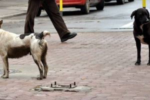 Au reapărut câinii vagabonzi pe străzile Timişoarei. Peste 600 sunt în adăpostul Danyflor