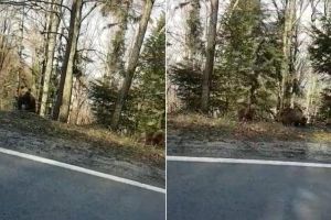 VIDEO: Au reapărut urşii pe Transfăgărăşan