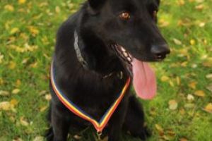 O nouă reuşită pentru câinele poliţist Teba. A găsit o drujbă furată