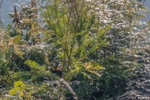 Primii puieţi din specii exotice vor fi plantaţi săptămâna viitoare în Parcul Dendrologic din Noua