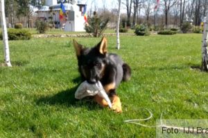 Jandarmii braşoveni au o nouă colegă: căţeluşa Kona (Video)