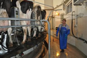 Gestul remarcabil a 22 de muncitori de la ferma Agrocarmolact care a emoţionat conducerea firmei