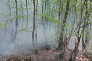 Păşune împădurită, cuprinsă de flăcări pe o suprafaţă de aproximativ 25 de hectare, în judeţul Timiş