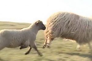 Miel cu cinci picioare, la o stână din Mureş