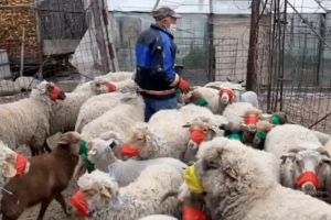 VIDEO! Mare-i grădina lui Dumnezeu! A pus măşti de protecţie oilor din gospodărie!