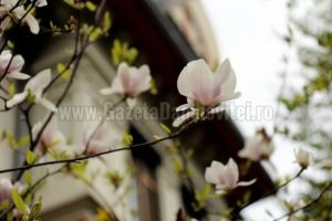 Vremea se ameliorează şi vom avea maxime de până la 16 grade Celsius
