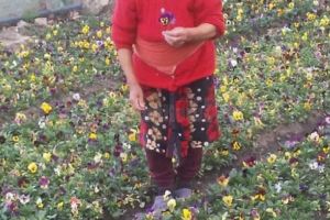 La 83 de ani, vinde pe internet răsadurile pe care nu le mai poate duce la piaţă