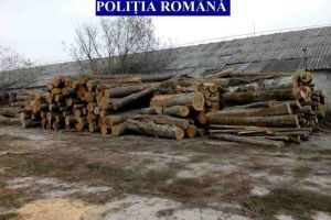 SCUTUL PĂDURII: Amenzi în valoare de 11.000 de lei şi 63 de metri cubi de material lemnos confiscaţi de la firme din Bistra şi Bucium