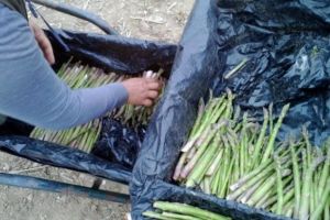 Presa germană, reacţie dură după importul de sezonieri în plină pandemie: Podul aerian pentru românii care culeg sparanghel în Germania este ceva antiuman/ Pune în pericol sănătatea a numeroşi oameni