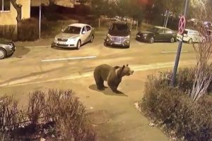 Ursul s-a plimbat noaptea trecută prin oraşul Odorheiu Secuiesc