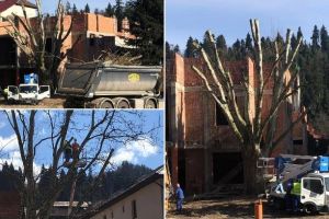 Foto/Video: Platanul falnic din Câmpeni, câştigătorul unui concurs naţional şi premiat la nivel european, a fost toaletat aproximativ de jumătate