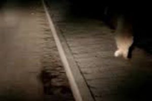 Doi poliţişti maramureşeni au salvat un câine care fusese legat cu o sfoară de gât şi de un picior (VIDEO)