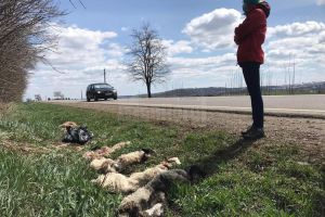Piei de miei sacrificaţi, abandonate la marginea E 85, la ieşirea din Suceava