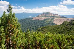 Situaţia pădurilor din judeţul Harghita. Întrebări şi răspunsuri