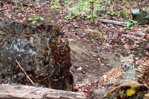 VIDEO: Imagini spectaculoase surprinse în Rezervaţia Naturală Tişiţa
